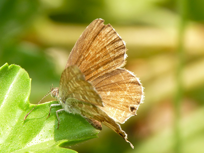 Cacyreus marshalli